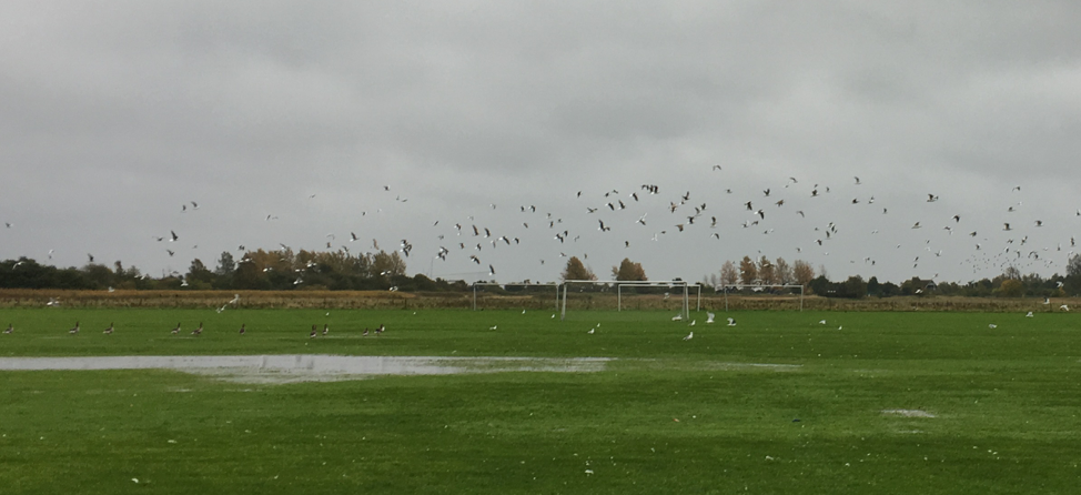 Image from the  field inspection - Gulls, geese and many other smaller birds on a football field
