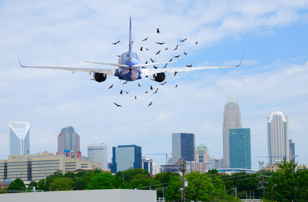 Bird strikes are a significant threat to aviation safety, as well as costing millions in terms of damage and flight disruption.   Image credit: Mike Focus/Shutterstock