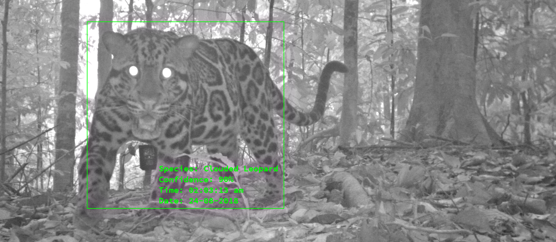 During the Kick-Start activity in 2018, Archangel Imaging’s Wildlife Advance Monitoring camera was able to identify certain species and capture images of them when they passed nearby – in this capturing an image of a clouded leopard in south-east Asia. Credit: Archangel Imaging