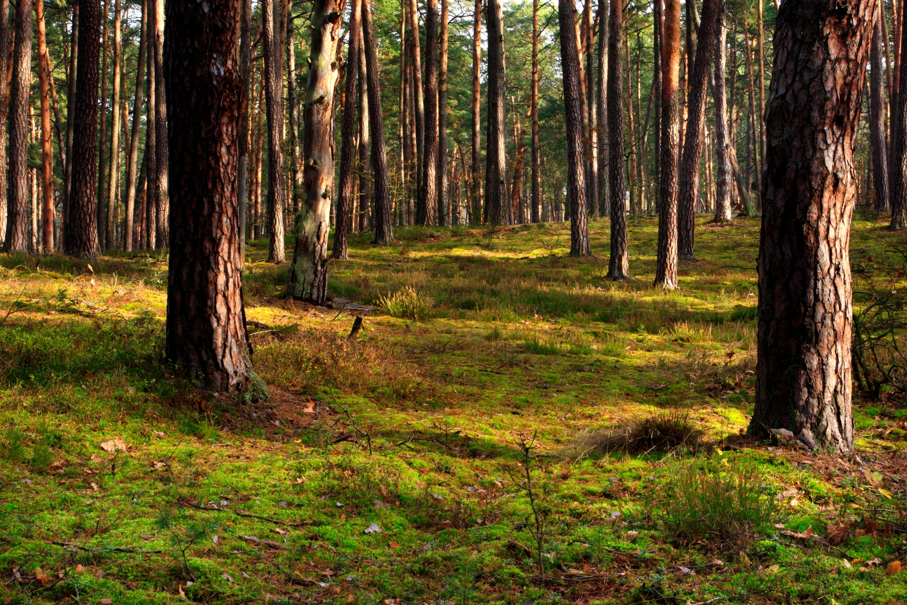 Known as the ‘Green Lungs of Warsaw’ Kampinoski National Park at 385.44 square kilometres is second largest park in Poland located on the outskirts of Warsaw and has the UNESCO status of a biosphere reserve owing to its valuable and unique ecosystem.  The park covers and protects the ancient Kampinos Forest which is strictly protected. The park has 1230 km tourist paths with 1 million visitors annually. Image credit: Shutterstock