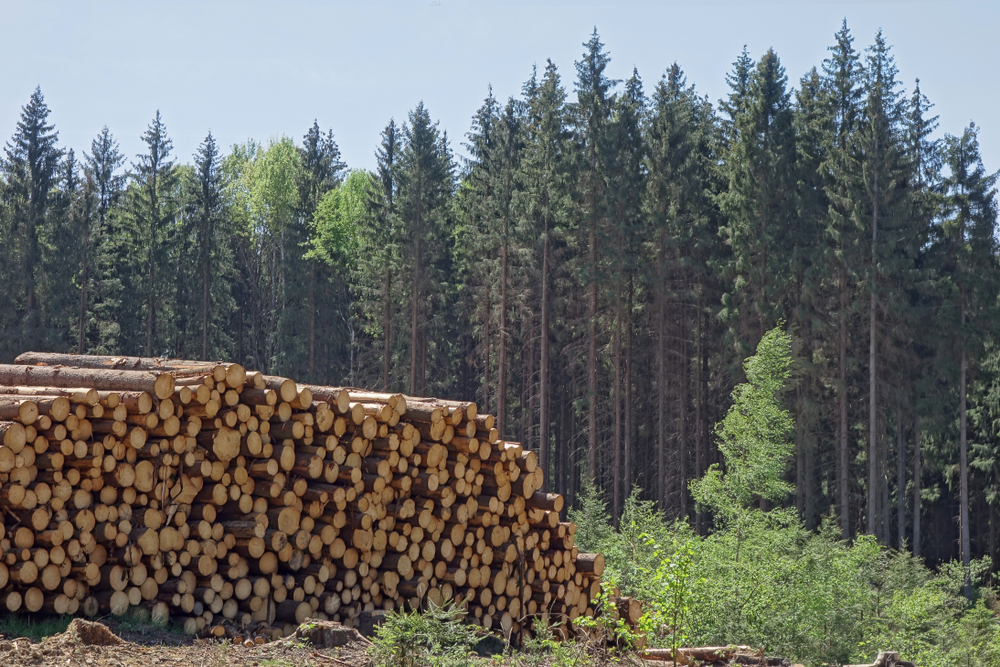 TIKKA – a tool for more efficient and cost-effective logging operations. The project has also been a catalyst for radically shaping new Polish forestry regulations (Image credit: Shutterstock). 