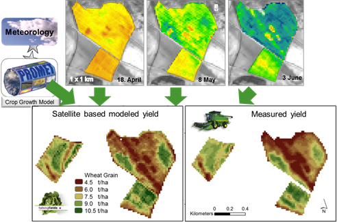 The TalkingFields concept of coupling a crop growth model with EO information allows daily biomass provision as well as yield forecasts. 