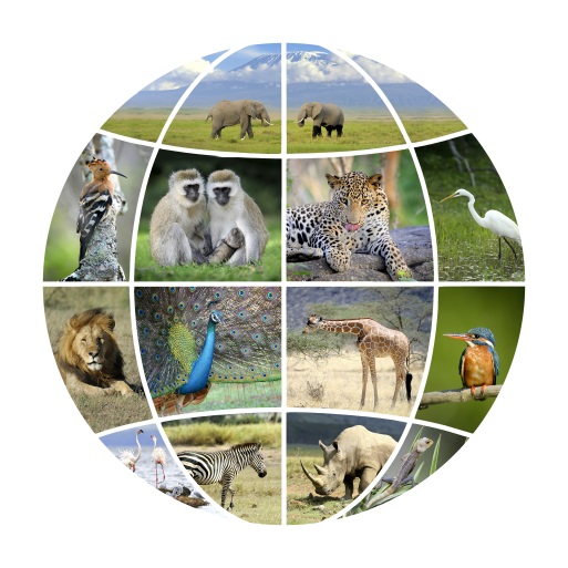 Wildlife Protection  ESA Space Solutions