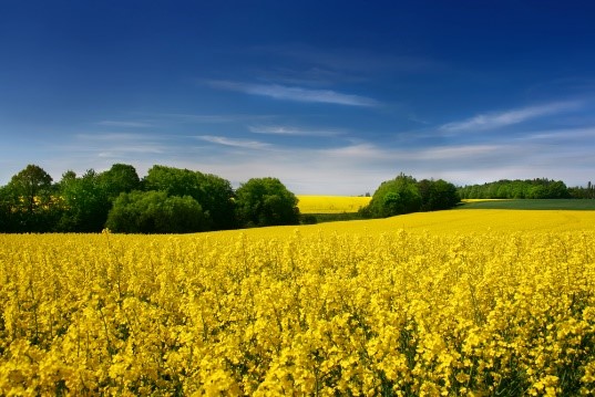 A particular highlight of the project is the Green Area Index canopy management tool for Oil seed Rape. This cutting-edge innovation was built and trained using UAV data and then cross calibrated to run on satellite data. The tool delivers uniquely accurate canopy management recommendations and represents a breakthrough for Oilseed Rape cultivators. (Image credit: KellySHUTSTOC/Shutterstock.)