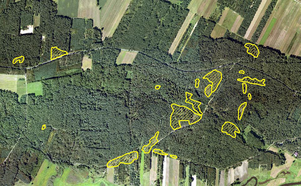 Forest areas damaged by lightning in June 2016 in Dojlidy superintendence (RDLP Białystok), Poland