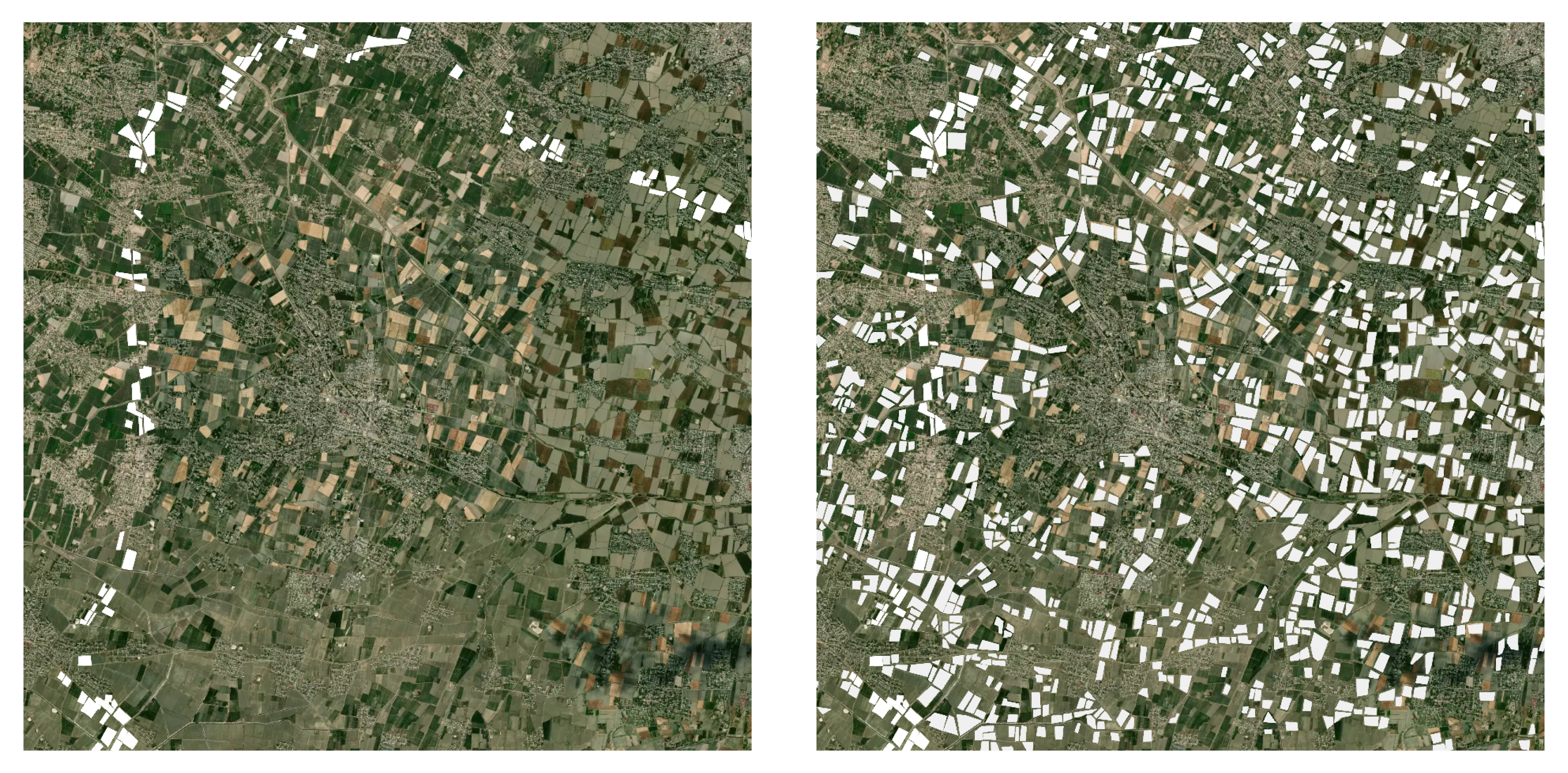 Identifying cotton fields. Left: Manual detection of cotton fields (pale areas) alongside roads. Right: Automated detection of cotton fields using CoCuRA. Credit: Marple