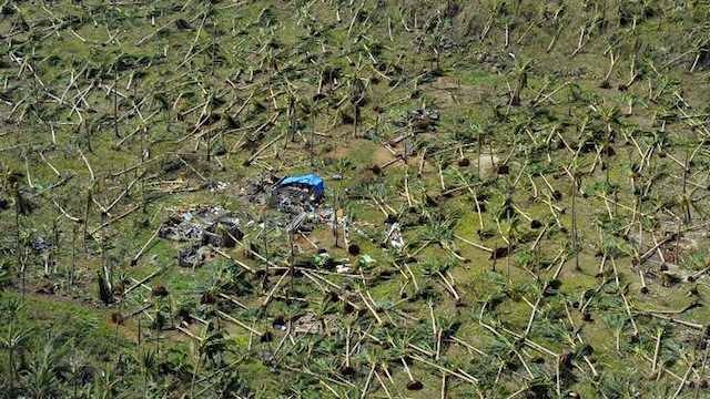 Coconut farm in the Philippines after super typhoon Haiyan