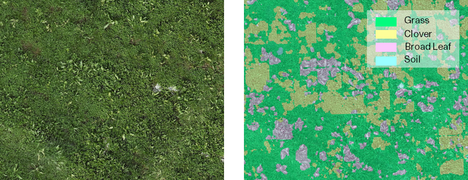 Figure 1. Shows UAV based near-field images before (left) and after (right) classification using the sward composition model. Broad leaf class is a combination of herbs such as Chicory and Plantain