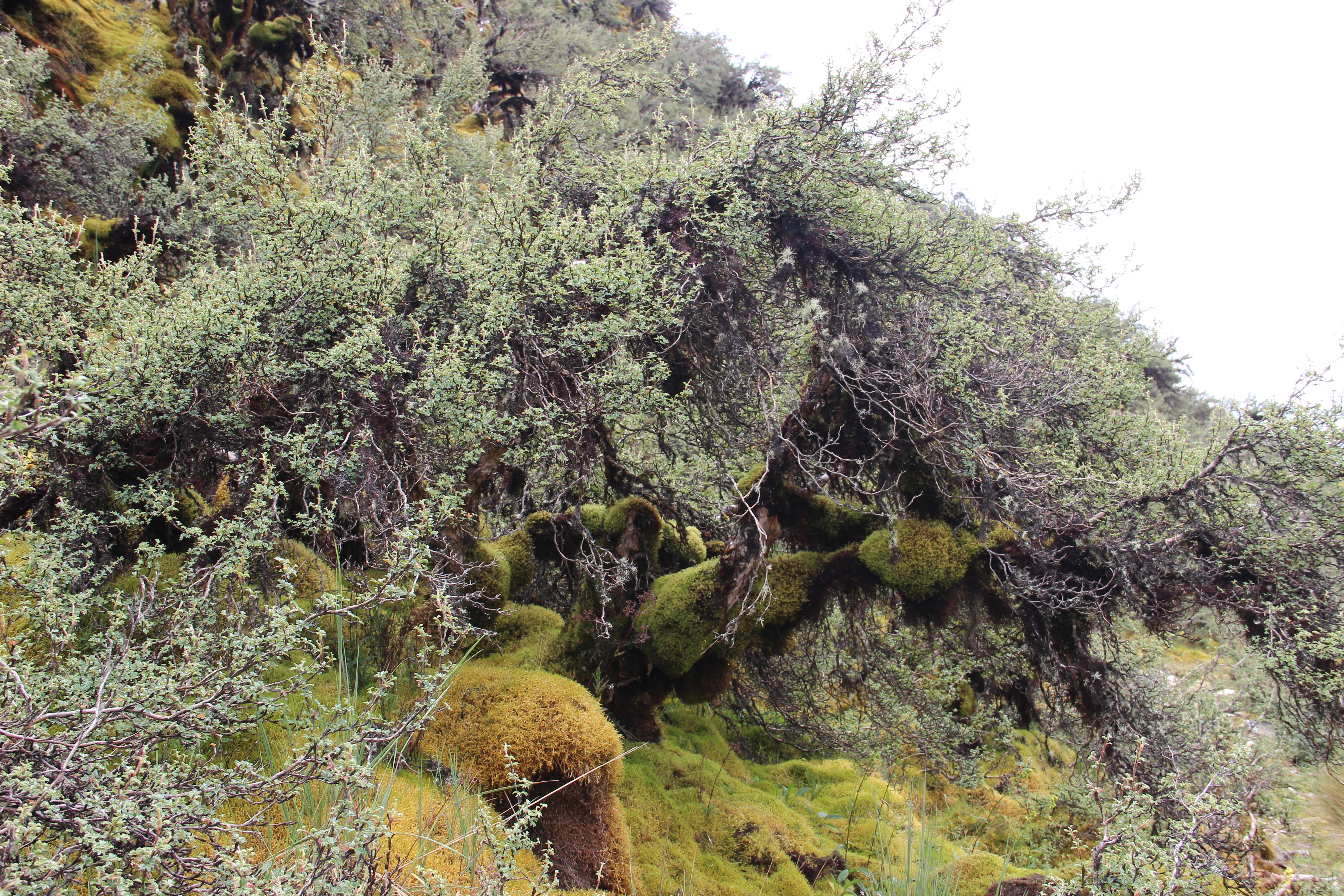 Image credit : Hajar Benelcadi, mundialis, project HERMOSA, Polylepis tree of the Peruvian Andes