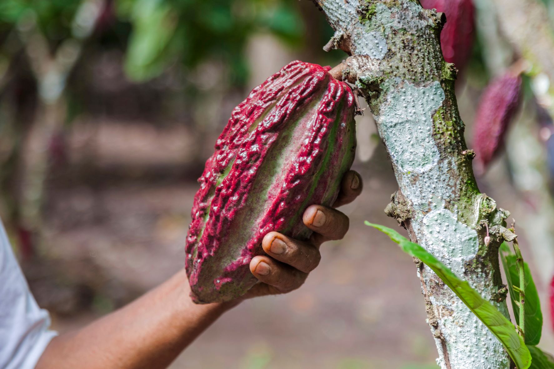 Peruvian farmer holds cacao bean. Credit: Shutterstock/pixbull