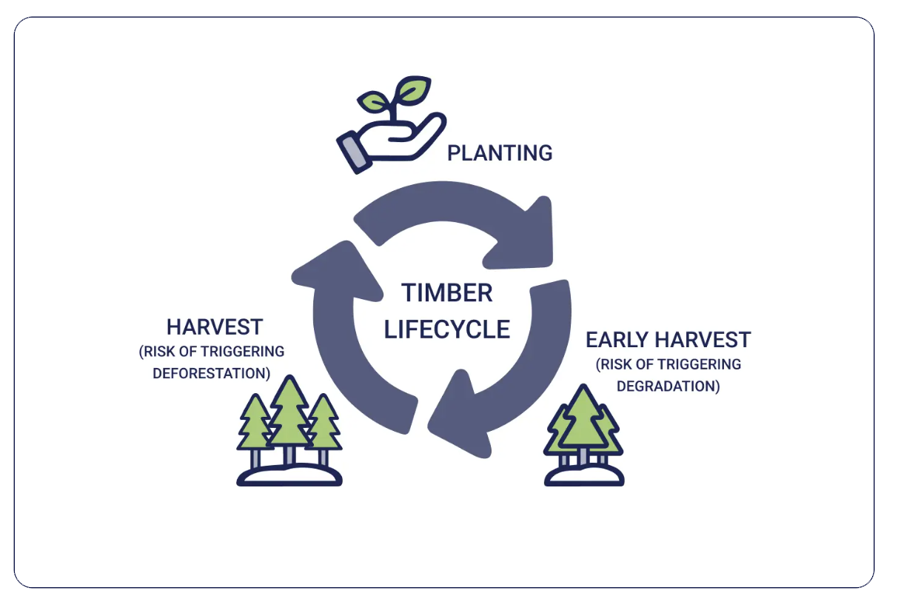 Timber lifecycle