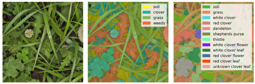 Figure 1. Shows raw near-field image before (A) and after (B) classification using the AI model, with a subsequent model classifying to species level (C)