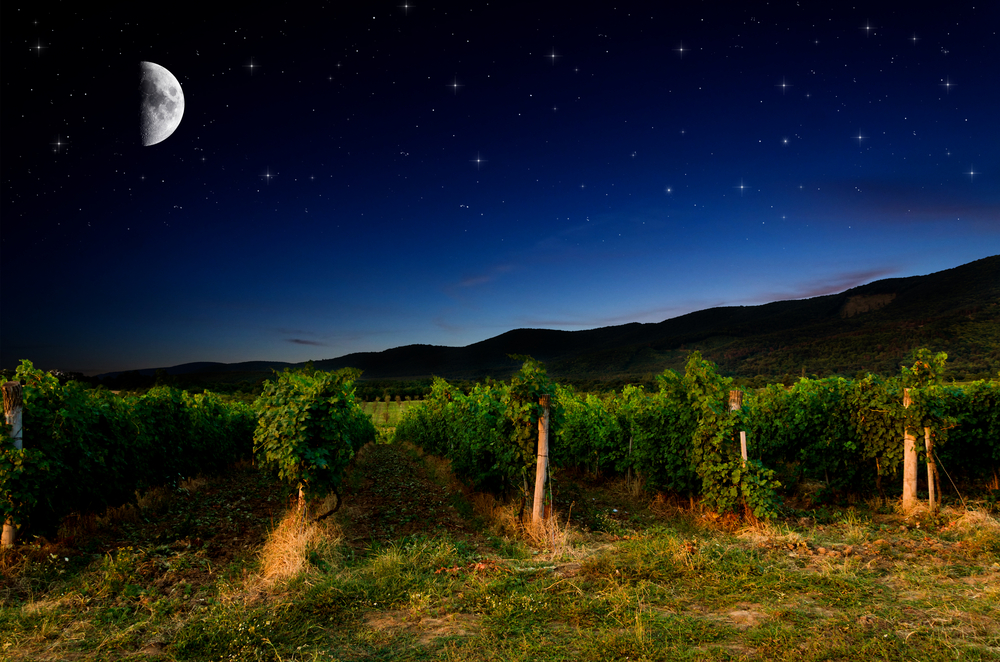 By integrating geospatial data collected from satellites and weather stations, Saturnalia is unlocking insights about vineyards worldwide.  (Image credit: Klagyivik Viktor/Shutterstock)